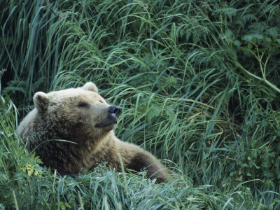 Bear Resting In Tall Grasses by Tom Murphy Pricing Limited Edition Print image