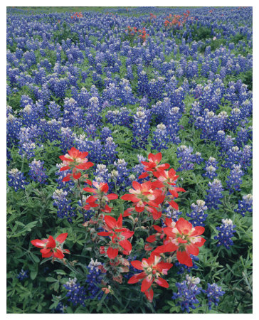 Bluebonnets Ii by Danny Burk Pricing Limited Edition Print image