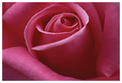 Rose Pink Ii by Danny Burk Pricing Limited Edition Print image