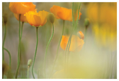 Orange Tulip Mist by Karin Connolly Pricing Limited Edition Print image