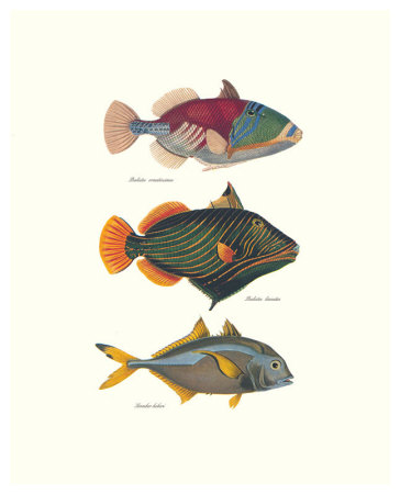 Tropical Fish by Georges Cuvier Pricing Limited Edition Print image