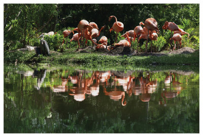 Flamingo Party by Steve Hunziker Pricing Limited Edition Print image