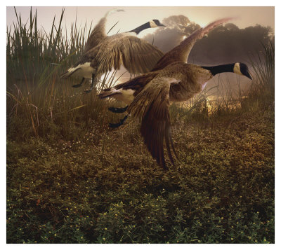 Morning Geese by Steve Hunziker Pricing Limited Edition Print image