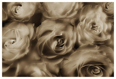 Sepia Roses by Dan Magus Pricing Limited Edition Print image