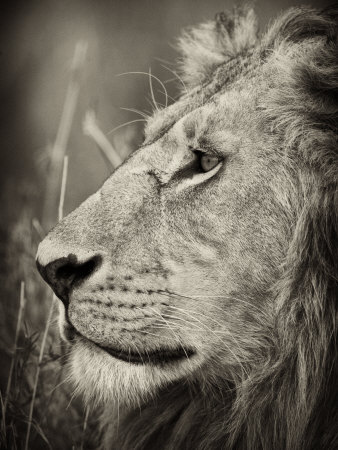 African Lion Majesty by Scott Stulberg Pricing Limited Edition Print image