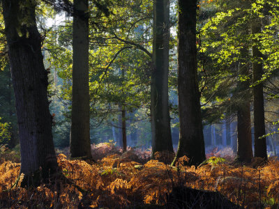 Autumn In Rhinefield Ornamental Drive, New Forest, Hampshire, England, United Kingdom, Europe by Adam Burton Pricing Limited Edition Print image