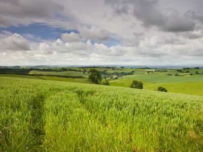 Summer Crops Growing In A Mid-Devon Field, Crediton, Devon, England, United Kingdom, Europe by Adam Burton Pricing Limited Edition Print image