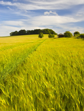 Summer Crops Growing In A Dorset Field, England, United Kingdom, Europe by Adam Burton Pricing Limited Edition Print image