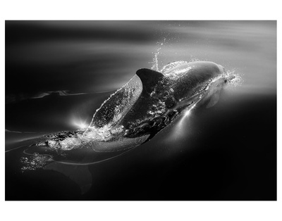 Black Dolphin by Steve Munch Pricing Limited Edition Print image