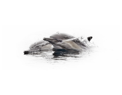 Curious Dolphin 1 by Steve Munch Pricing Limited Edition Print image
