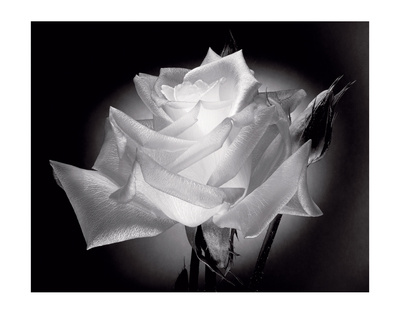 Dianne's Rose (Black And White) by Scott Peck Pricing Limited Edition Print image