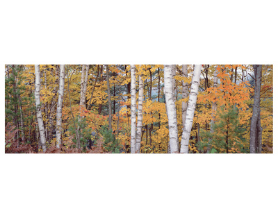 Halfmoon Birches 1 by Danny Burk Pricing Limited Edition Print image