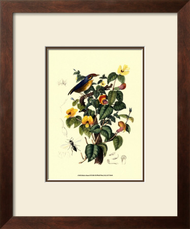 Bird In Nature Ii by E. Guerin Pricing Limited Edition Print image