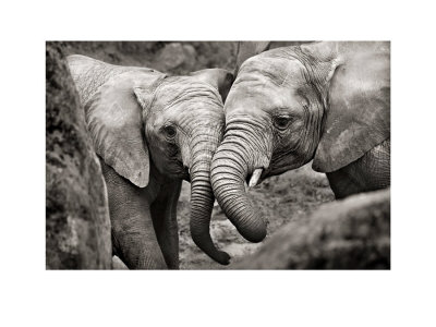 Elephants In Love by Marina Cano Pricing Limited Edition Print image