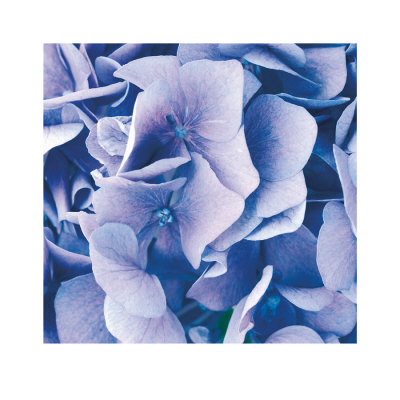 Hydrangeas I by Finn Fox Pricing Limited Edition Print image
