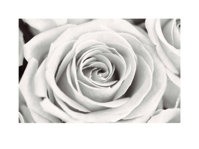 Rose by Frank Krahmer Pricing Limited Edition Print image
