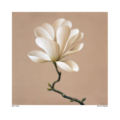 Gold Star Magnolia by Brent Young Pricing Limited Edition Print image