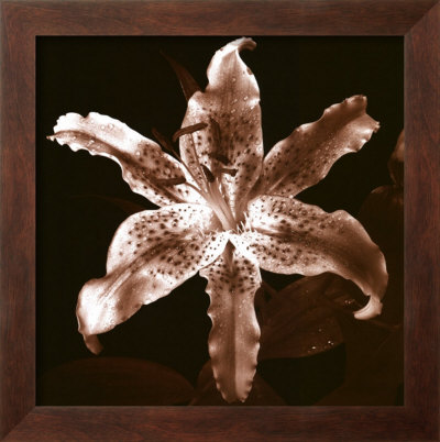 Tiger Lily by Klaus Mischke Pricing Limited Edition Print image