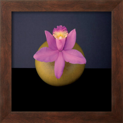 Orchid, C.1987 by Robert Mapplethorpe Pricing Limited Edition Print image