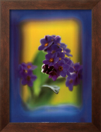 Myosotis by Andy Small Pricing Limited Edition Print image