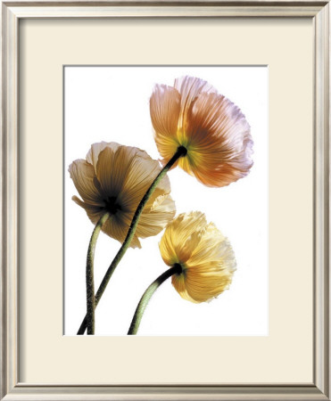 Poppies by Cédric Porchez Pricing Limited Edition Print image