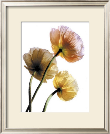 Poppies by Cedric Porchez Pricing Limited Edition Print image