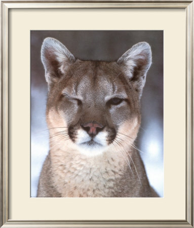 Winking Cougar by Robert Barber Pricing Limited Edition Print image