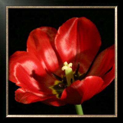 Shimmering Tulips Iv by Renee Stramel Pricing Limited Edition Print image