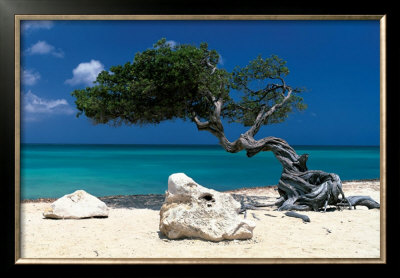 Divi Divi Tree, Aruba by Tom Mackie Pricing Limited Edition Print image