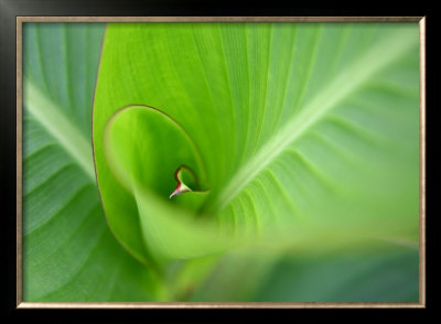 Leaf Ii by Ortwin Klipp Pricing Limited Edition Print image