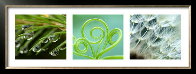 Green Nature by Brigit Koch Pricing Limited Edition Print image