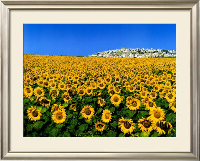 Sunflowers by Tushita Pricing Limited Edition Print image
