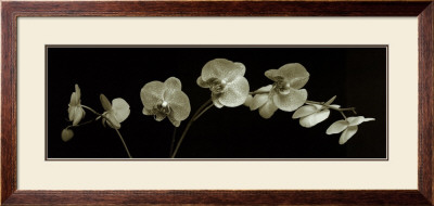 Orchid Spray by J.K. Driggs Pricing Limited Edition Print image