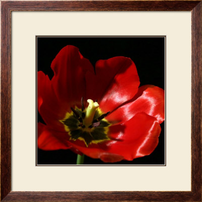 Shimmering Tulips I by Renee Stramel Pricing Limited Edition Print image