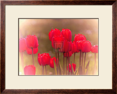 Tulip Haze by Katja Marzahn Pricing Limited Edition Print image