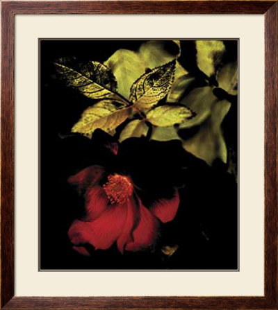 Night Bloom I by Jeanne Michel Pricing Limited Edition Print image