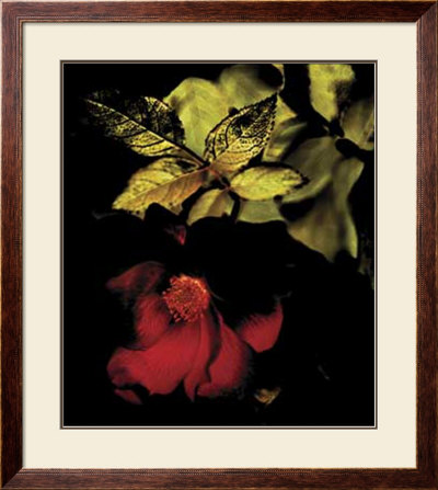 Night Bloom I by Jeanne Michel Pricing Limited Edition Print image