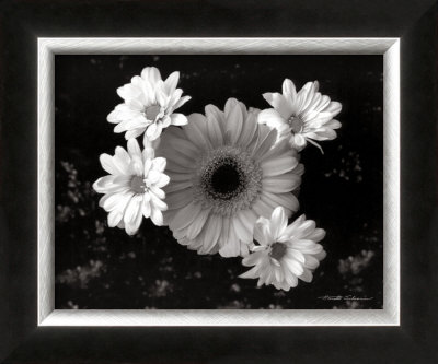 Gerber Daisies by Harold Silverman Pricing Limited Edition Print image