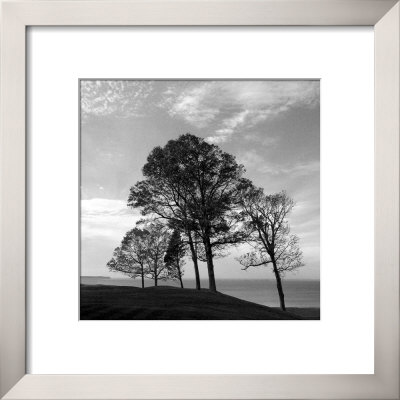 Trees From Storm by Mary Ruppert Pricing Limited Edition Print image