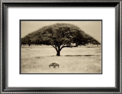 The Sheltering Tree, Serengeti by Lorne Resnick Pricing Limited Edition Print image