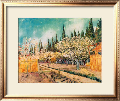 Orchard Surrounded By Cypresses, C.1888 by Vincent Van Gogh Pricing Limited Edition Print image