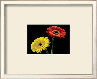Two Gerberas Front by Steven Mitchell Pricing Limited Edition Print image