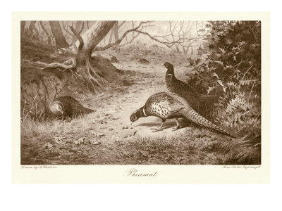 Pheasant by Archibald Thorburn Pricing Limited Edition Print image