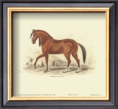 Horse, Paramero Of Peru by Sir William Jardine Pricing Limited Edition Print image