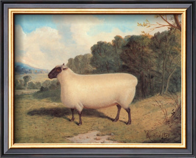 Prize Shropshire Ewe by Whitford Pricing Limited Edition Print image