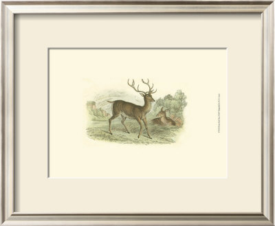 Petite Red Deer by W.H. Lizars Pricing Limited Edition Print image