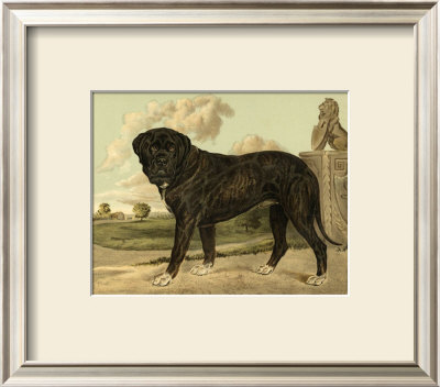 Mastiff by Vero Shaw Pricing Limited Edition Print image
