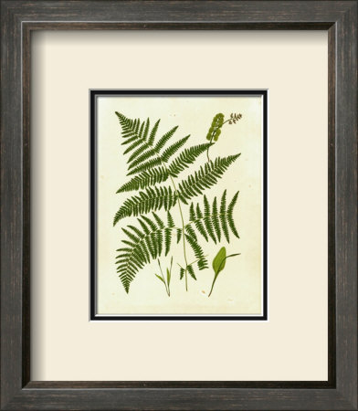 Fern With Crackle Mat Iv by Samuel Curtis Pricing Limited Edition Print image