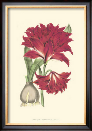 Amaryllis Blooms Ii by Van Houtteano Pricing Limited Edition Print image
