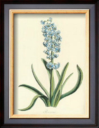 Hyacinthus Viii by Christoph Jacob Trew Pricing Limited Edition Print image